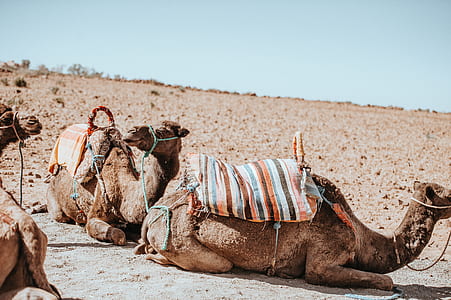 camel on desert thumbnail