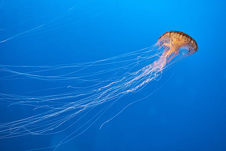 jellyfish underwater photography thumbnail