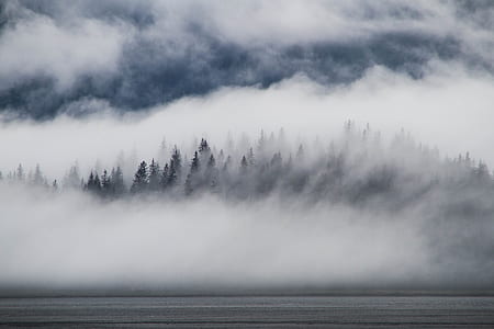 forest covered by fog thumbnail
