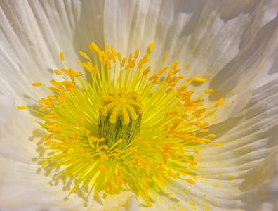 close up photocopy of white anemone flower thumbnail
