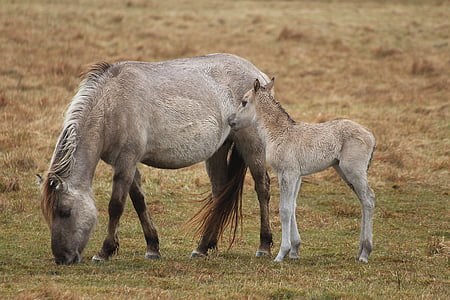 two white horse and kid thumbnail