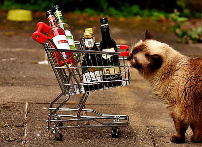 brown cat standing near shopping cart thumbnail