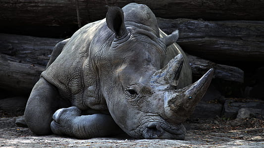 gray rhinoceros lying on the ground thumbnail