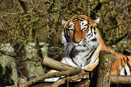 close up photography of tiger thumbnail