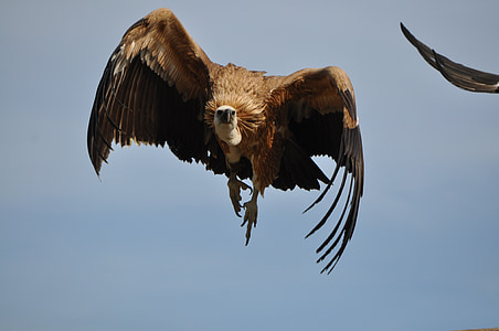 black and gray bald eagle thumbnail
