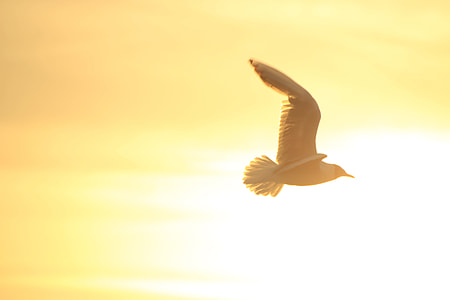 bird flying on midair thumbnail