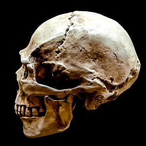 human head skull thumbnail