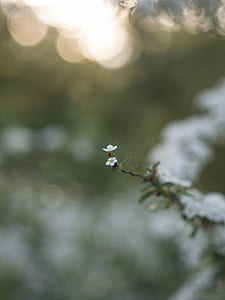 tilt shift photo of white flower thumbnail