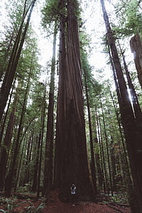 man's eye view of forest trees thumbnail
