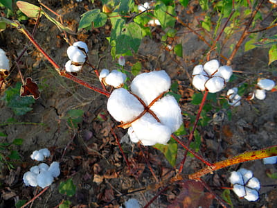 close up photography of white cotton plant at daytime thumbnail