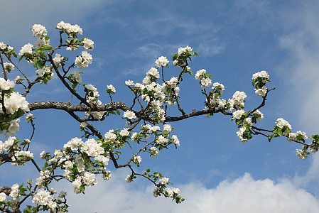 blooming flowers under white clouds thumbnail