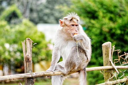 Monkey on Fence thumbnail