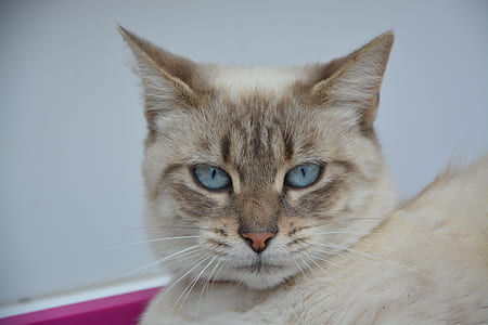 close-up photo of brown cat thumbnail