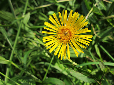 Inula Britannica, British Yellowhead thumbnail