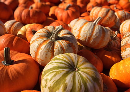 orange pumpkins thumbnail