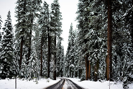silhouette of road with trees at daytime thumbnail