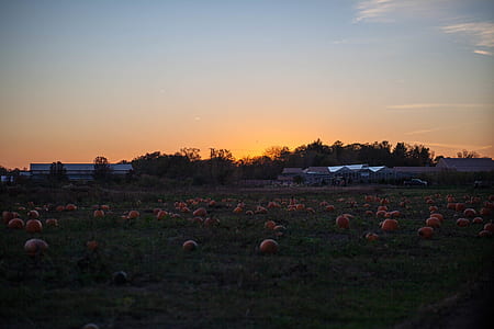 pumpkins on field during golden hour thumbnail