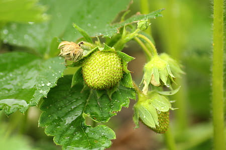 green plant in macro shot thumbnail