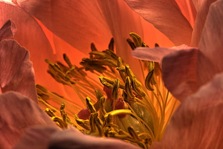 macro photography of orange flower thumbnail
