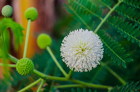 White Touch Me Not Flower thumbnail