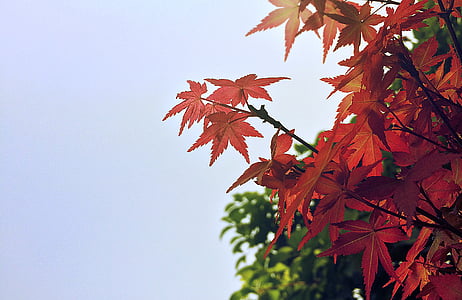 low-angle view of maple tree thumbnail