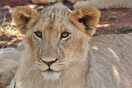 closeup photography of brown lioness thumbnail