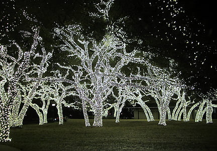 white string lights on green leafed tree thumbnail