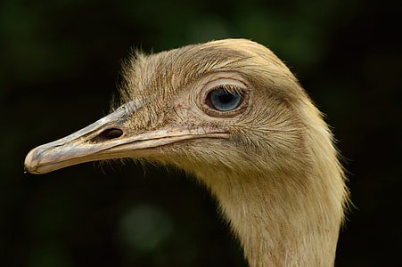 photo of white long-beak bird thumbnail