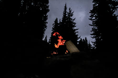bonfire near trees at nighttime thumbnail