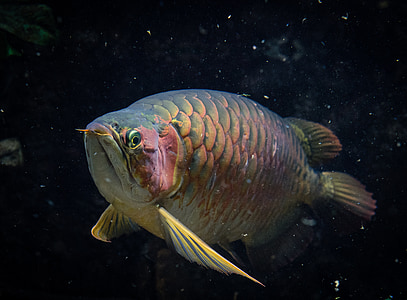 gold arowana thumbnail
