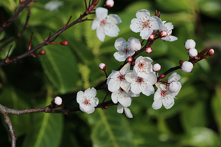 selective focus photography of white petaled flowers thumbnail