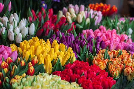 assorted-color petaled flowers thumbnail