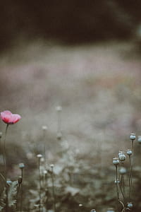 shallow focus photography of flowers thumbnail
