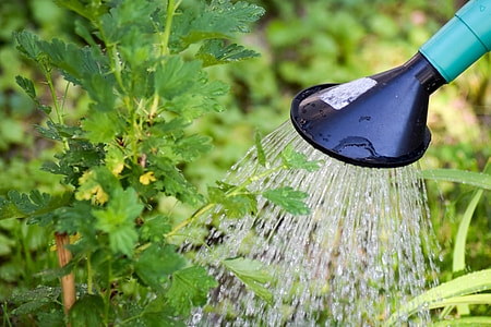 Gooseberry, Tree Watering thumbnail