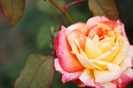 pink and white petaled flower thumbnail