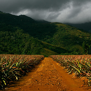 pine apple plants thumbnail