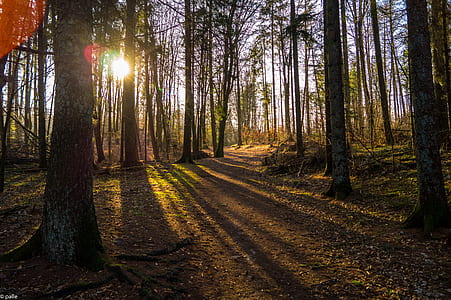 person showing sun rays through forest during daytime thumbnail