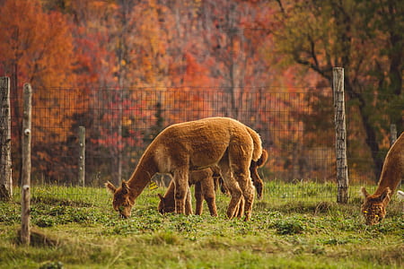 herd of deer eating grass near fence thumbnail