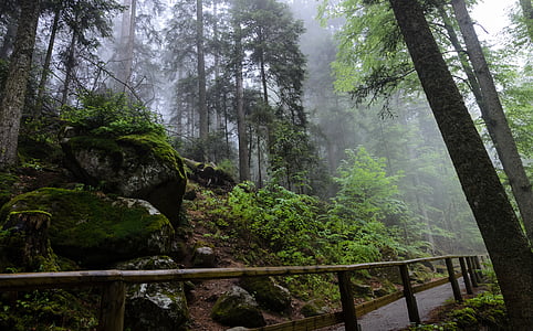 gray concrete road near green leafed trees thumbnail