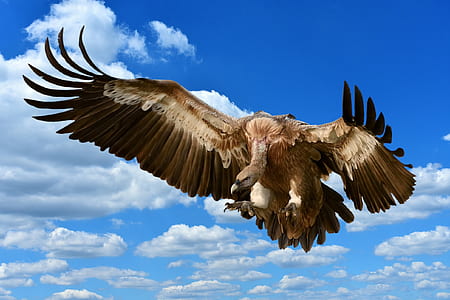 flying vulture thumbnail