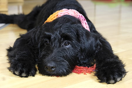 long-coated black dog on floor thumbnail