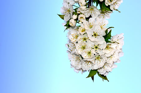 white flowers thumbnail