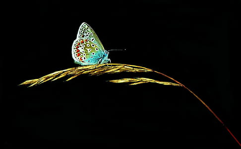 teal and green butterfly on brown grain thumbnail