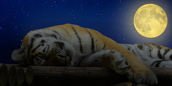 Tiger sleeping under moon thumbnail