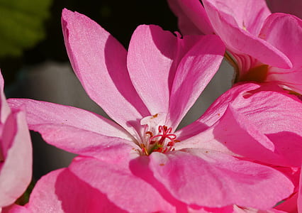 pink flowers thumbnail