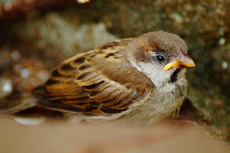 brown and black sparrow thumbnail