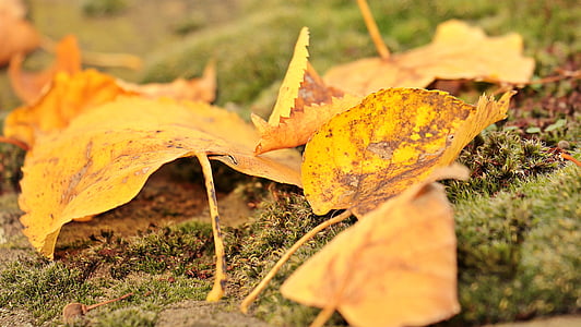selective focus photography of withered leaf thumbnail