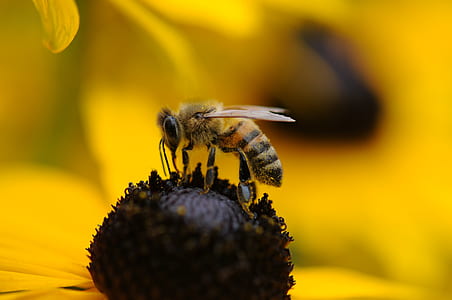 honeybee above yellow flower closeup photography thumbnail