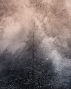 rainstorm wither tree thumbnail