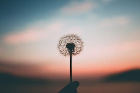 silhouette of white dandelion flower during dusk thumbnail